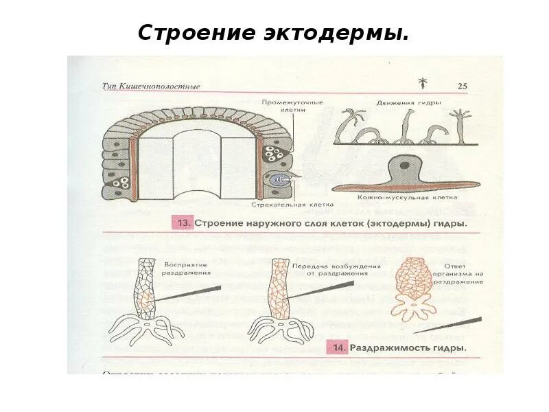 Эктодерма тип клеток. Строение эктодермы кишечнополостных. состав эктодермы типа кишечнополостные. строение наружного слоя клеток эктодерма. строение половой клетки эктодермы.