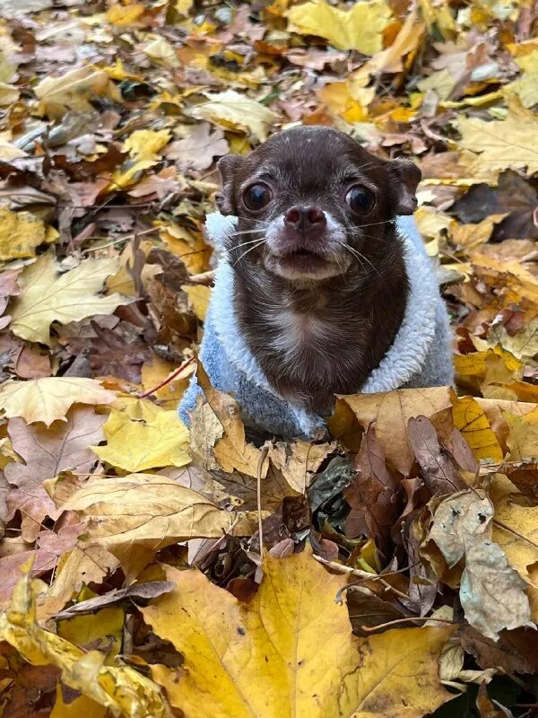 Собака шо. Собака шо. Собака шо. Собака шо. Бойцовские породы собак.