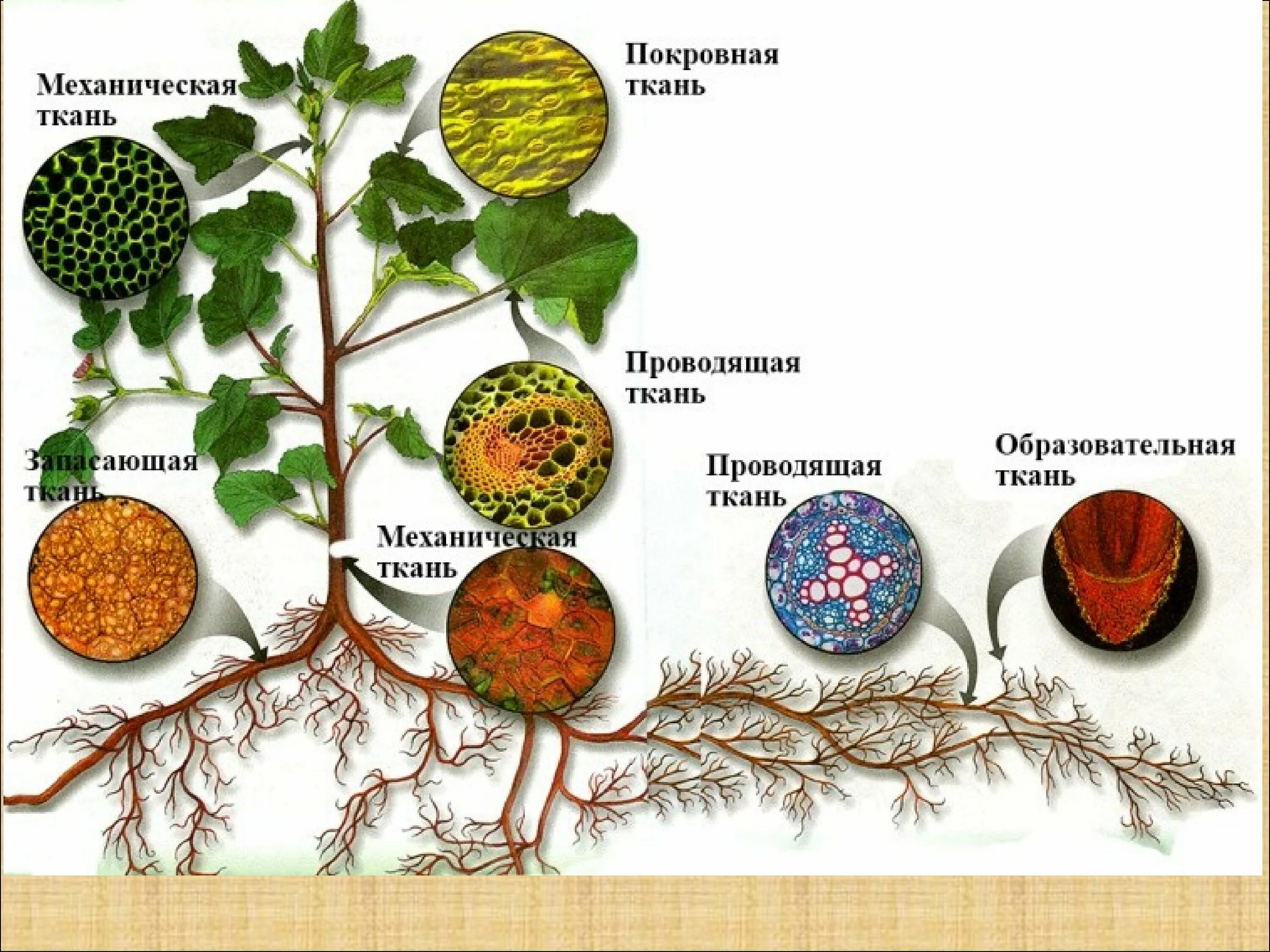Какие растительные ткани существуют. Ткани растений. Ткани растений биология. Растительные ткани растений. Ткани и органы растений.