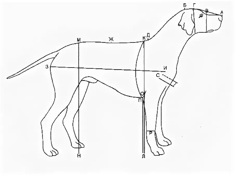 Стандарт породы немецкая овчарка промеры. Рост немецкой овчарки стандарт породы. Высота собаки овчарки в холке. Высота собаки овчарки в холке. Высота собаки овчарки в холке.