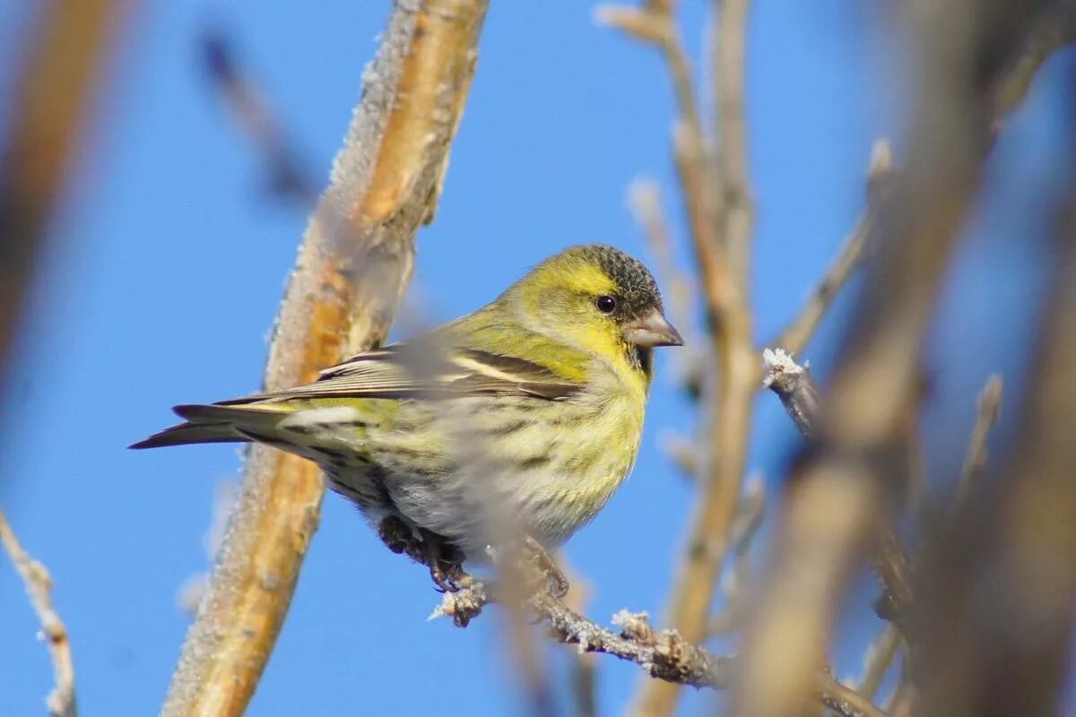 Пение птиц чиж. Carduelis Spinus. Чиж птица. Чиж Сибирский. Spinus Spinus.