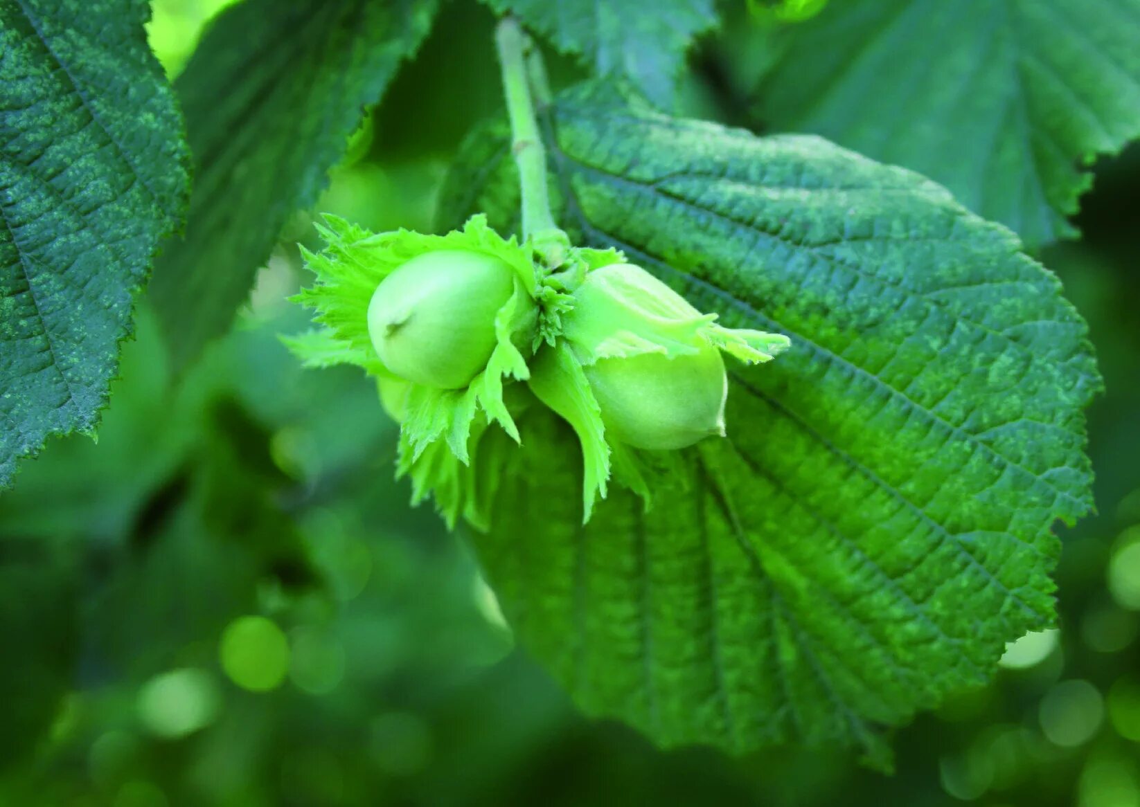 Орешник 2 разбор. Лесной орех на ветке. Орешник 2 разбор. Лещина обыкновенная строение. Орешник 2 разбор.