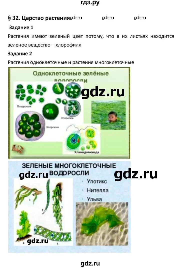 32 параграф биология 6 класс конспект. Биология 5 6 класс параграф 32. Биология 6 класс параграф 32 краткий пересказ. Таблица по параграфу 32 биология 8 класс. Биология самостоятельная работа с30 по 32 параграф 6 класс.