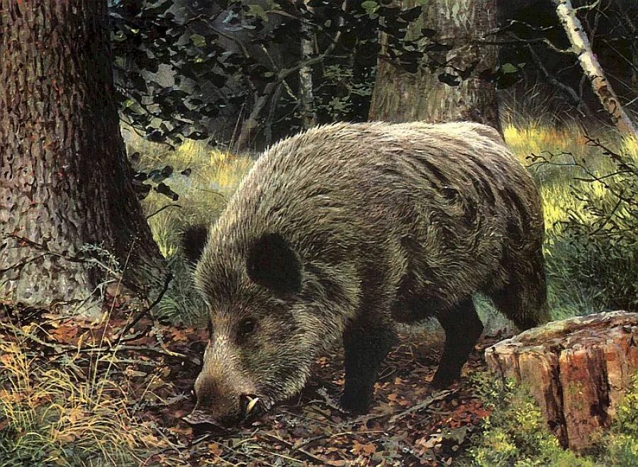 охота на кабана тверская. охота на кабана в ярославской области 2022. охота кабана охота кабанов. охота на кабана тверская. охота на кабана в тверской области.