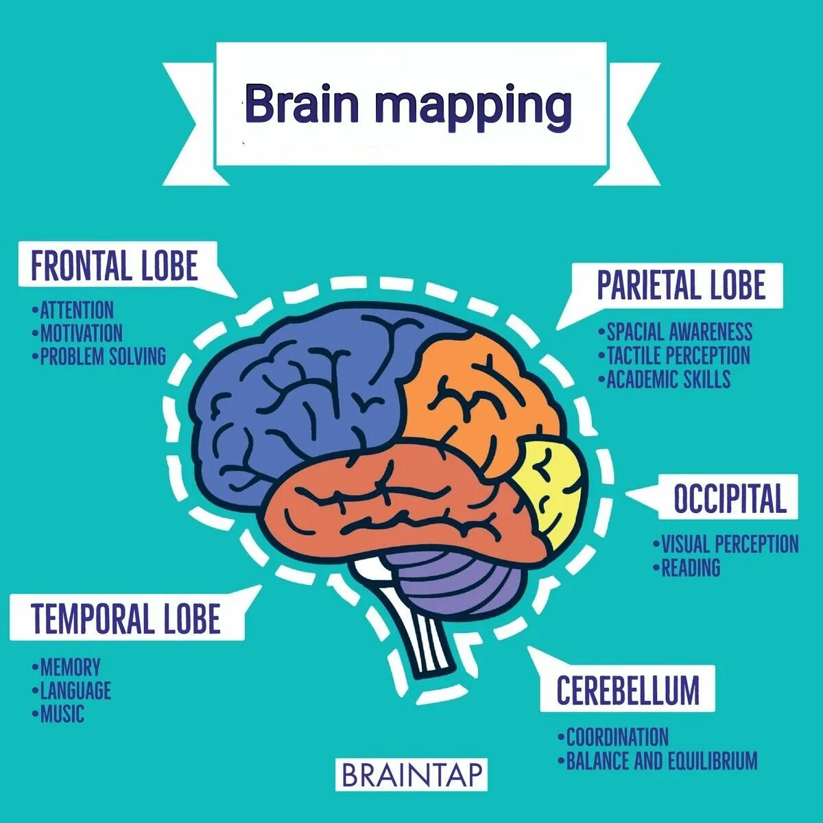 Brain. Brain Mapping. Брейн карта. Brian Maps карты.