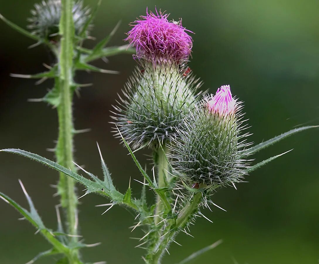 Сорняк обыкновенный. Бодяк обыкновенный (Cirsium vulgare). Бодяк (татарник). Бодяк разнолистный татарник. Cirsium vulgare растение.