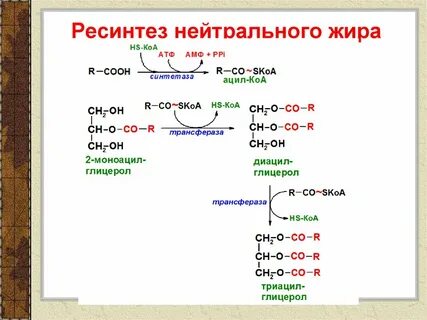 Синтез жиров в кишечнике