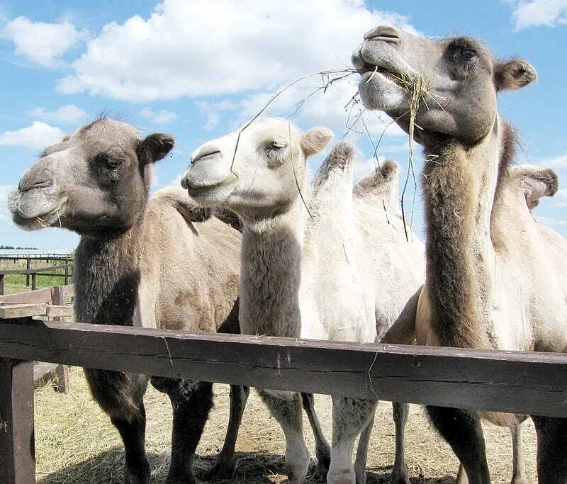 пастбища верблюдов. верблюды в узбекистане. астрахань верблюды. верблюжий парк кипр. где разводят верблюдов.