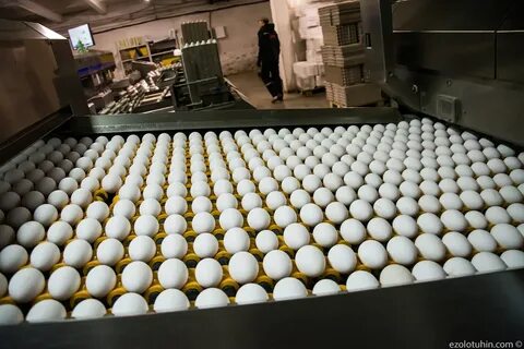 Дмитровская птицефабрика