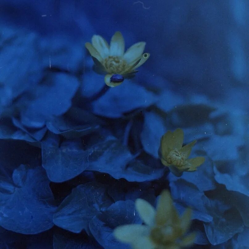 Купить синий лист. Синие цветы макро. Голубой лист. Синие листья. Жёлтые цветочки с голубыми листочками.