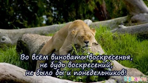 Сегодня воскресенье мой милый не пришел
