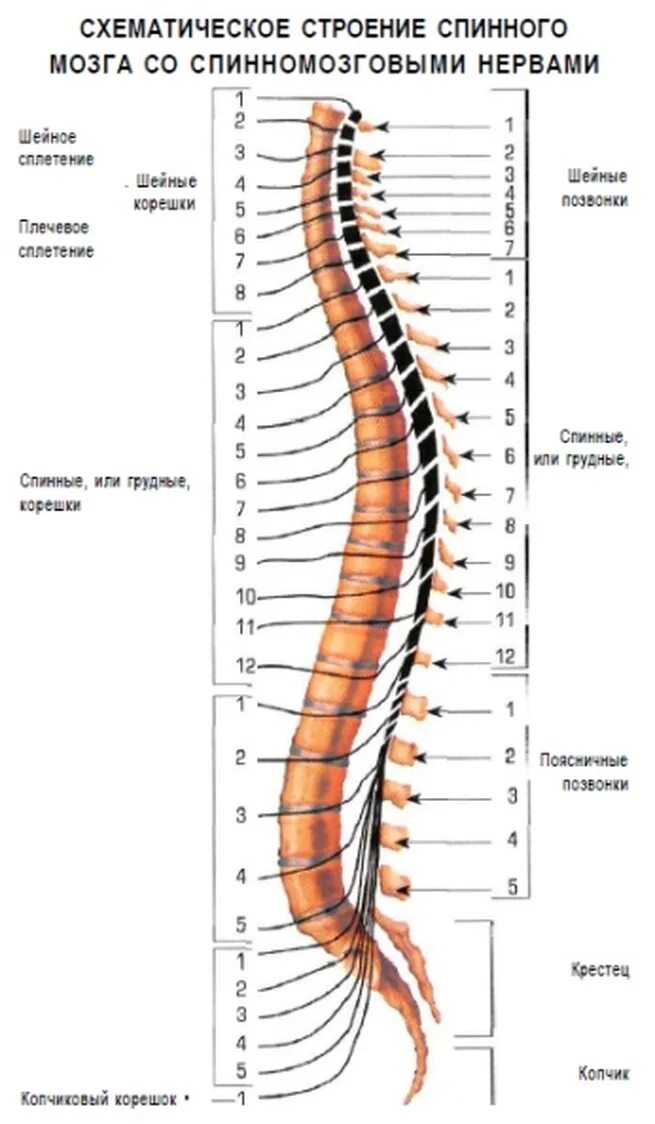Сегменты спинного мозга человека. Строение нервов спинного мозга. 31 пара нервов спинного мозга. строение позвоночника человека и спинного мозга. сегментарное строение спинного мозга.