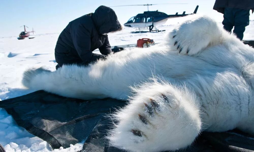 День сброса зимней шкурки. Браконьерство в Арктике. Браконьерство белых медведей. Белые медведи и браконьеры. Браконьерство на медведей.
