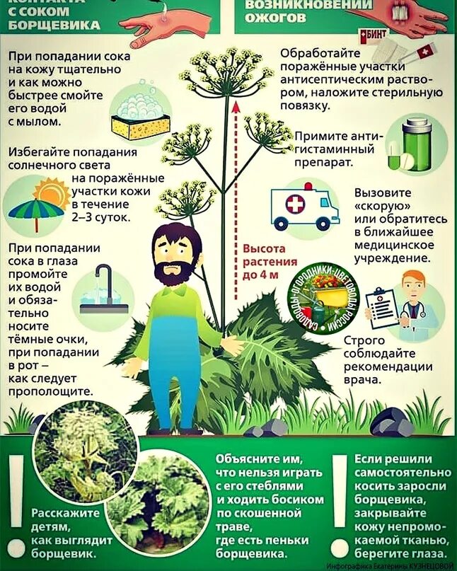 Борщевик сосновского ядовитое растение. Борщевик не сосновского. Борьба с борщевиком сосновского. Листовки по борьбе с борщевиком. Опасный сорняк борщевик.