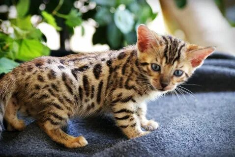 Бенгальские котята