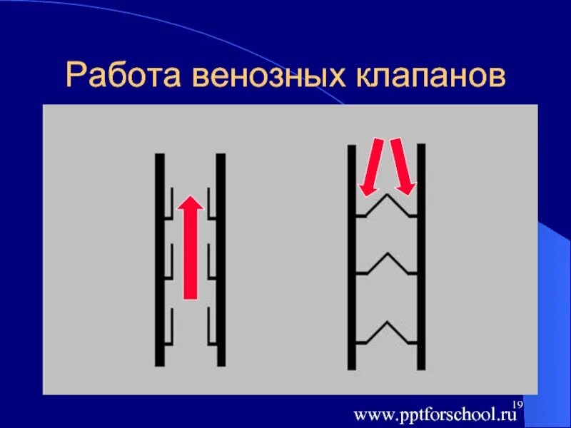 Лабораторная работа функция венозных клапанов 8 класс. Работа венозных клапанов. лабораторная функции венозных клапанов. схема действия венозных клапанов рисунок. функция венозных клапанов вывод.