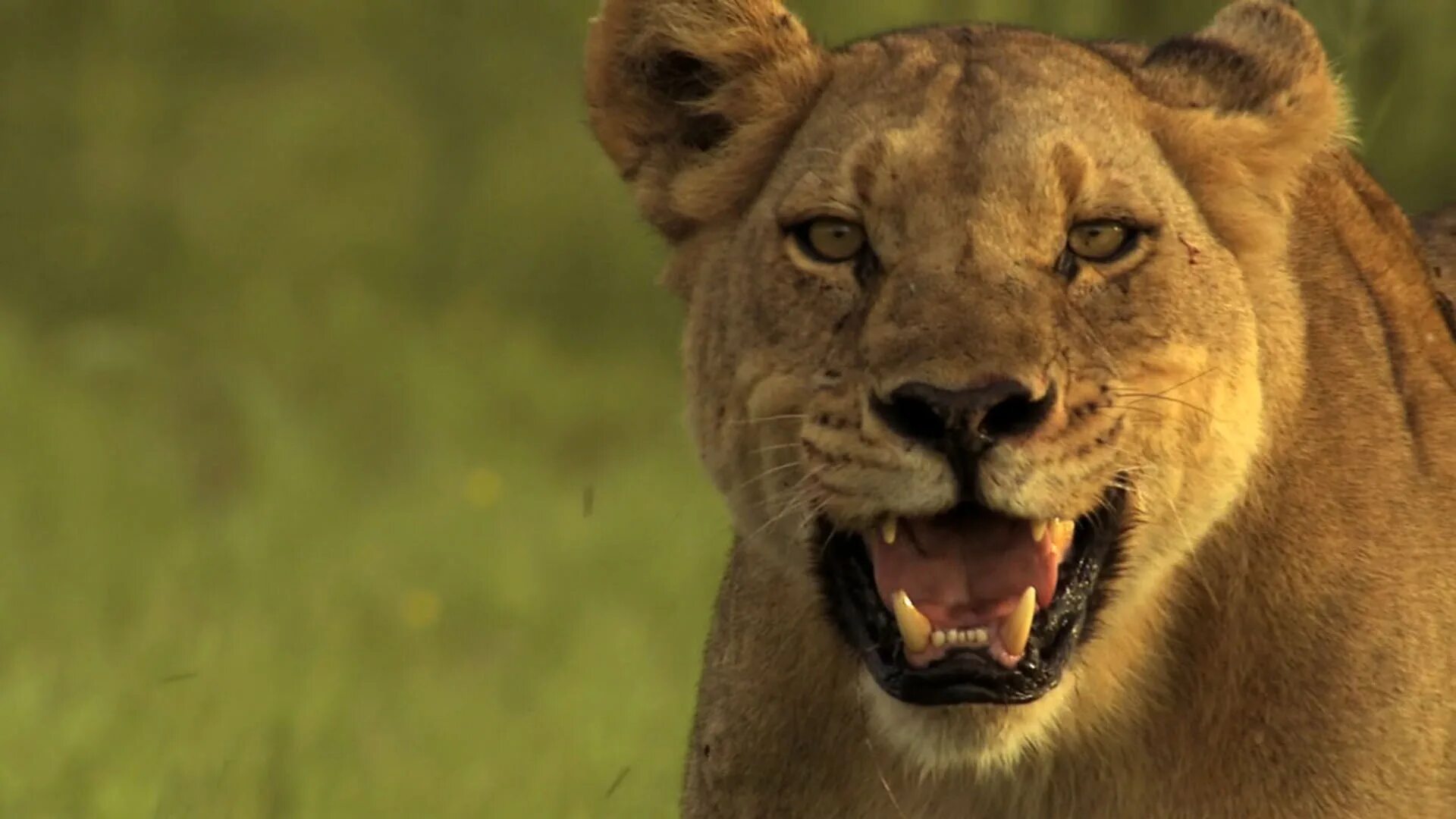 The last lions 2011. Львица гифка. Последние львы 2011. Про животных. Последние львы империи фильм.