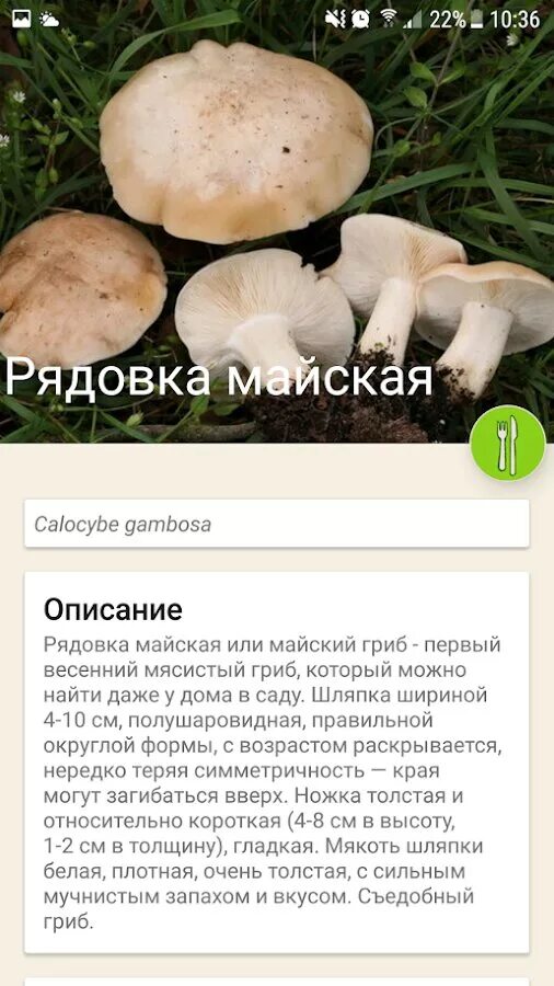 Определить грибы приложение. Приложение определяющие грибы. распознавание грибов. распознать гриб по картинке. распознавание грибов по фото приложение.