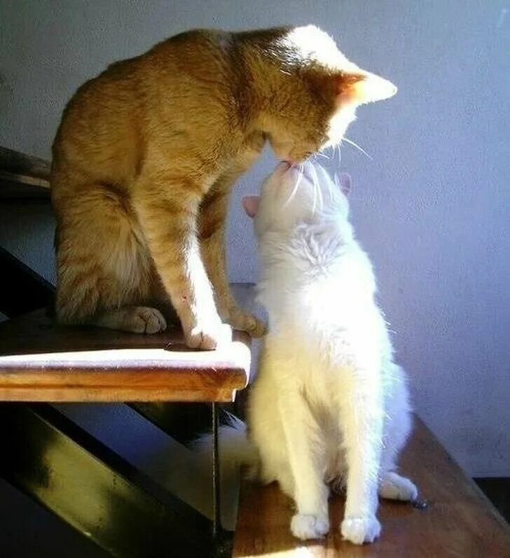 Киска друг. Влюбленные котики. Поцелуй кошек. Котики целуются. Котик целует.