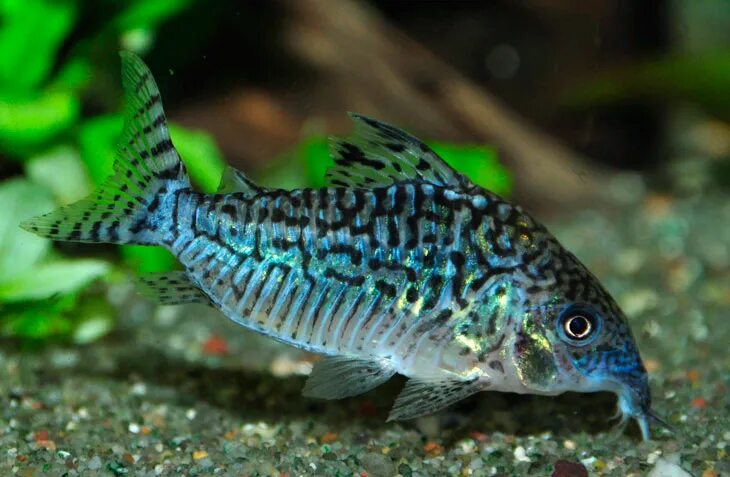 Коридорас симилис (Corydoras similis) купить - Живая планета