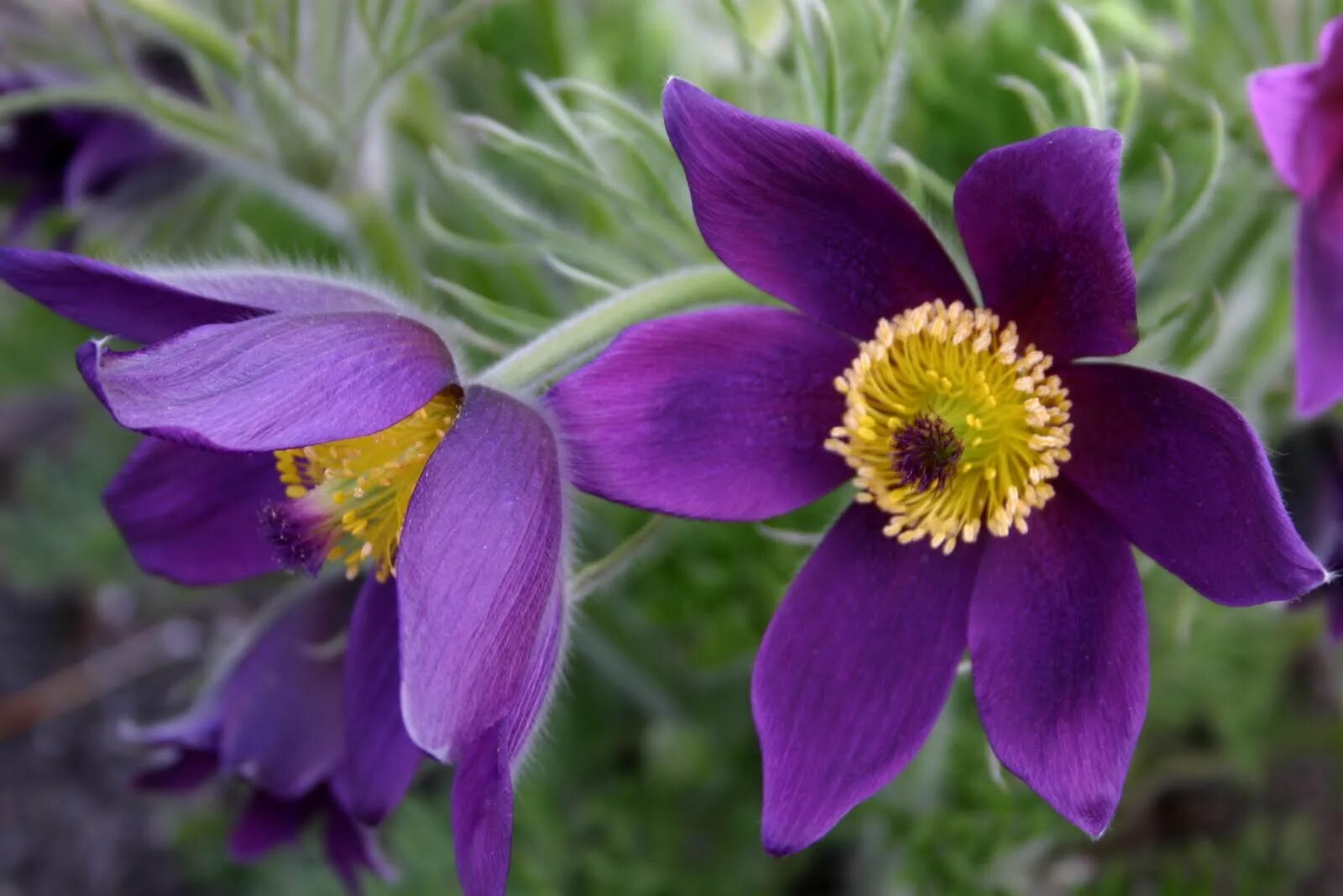 Пострел цветы. Прострел обыкновенный Violet Bells. Anemone Pulsatilla цветок. Пульсатилла сон трава. Прострел (Pulsatilla).