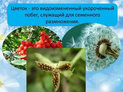Цветок является побегом