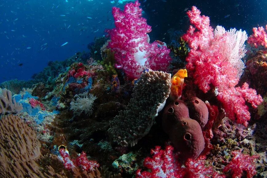Коралловый риф отзывы. Раджа Ампат кораллы. Коралловый риф Раджа-Ампат. Раджа Ампат дайвинг. Риф коралловый 54546.