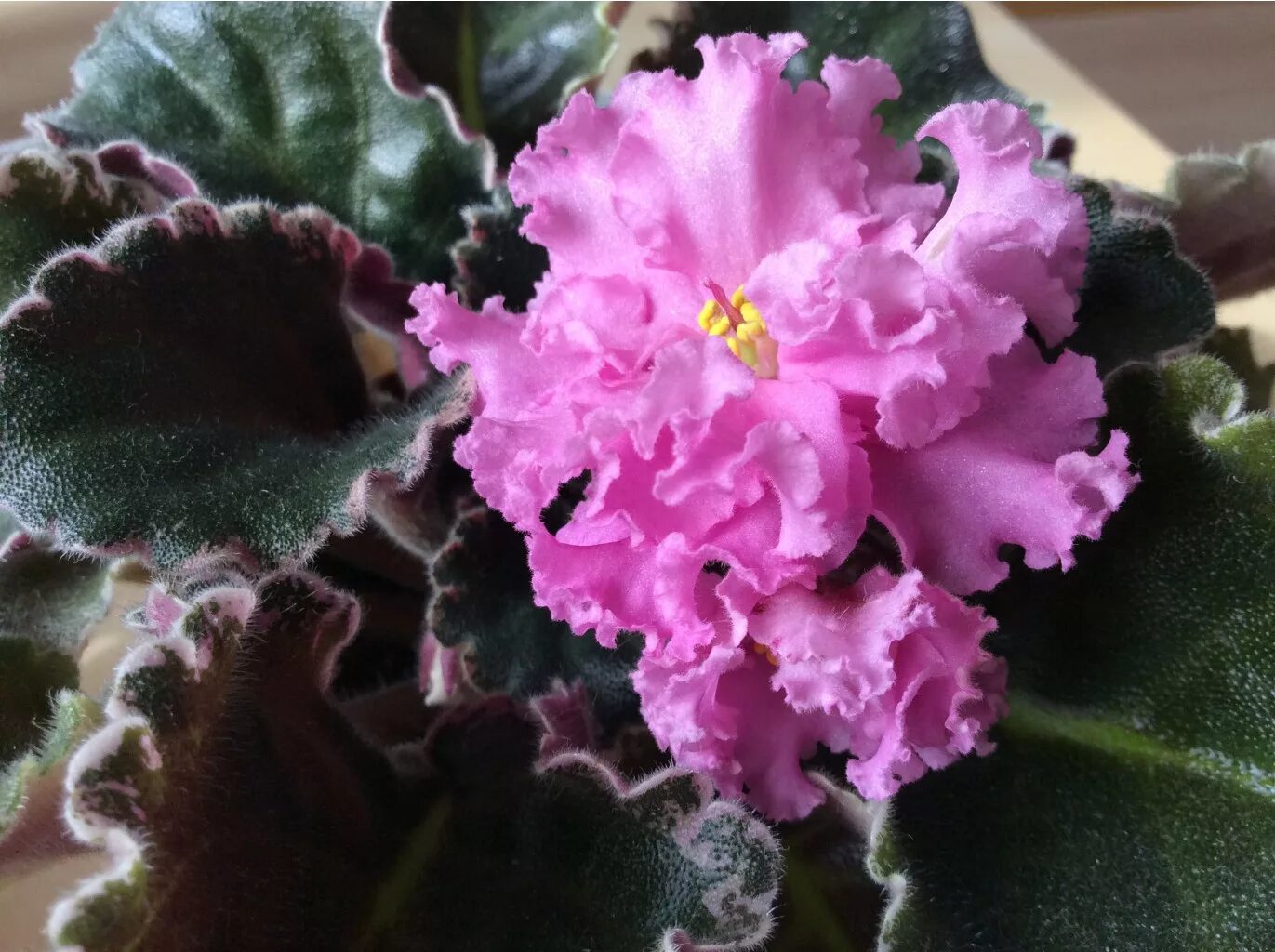 фиалки малиновые