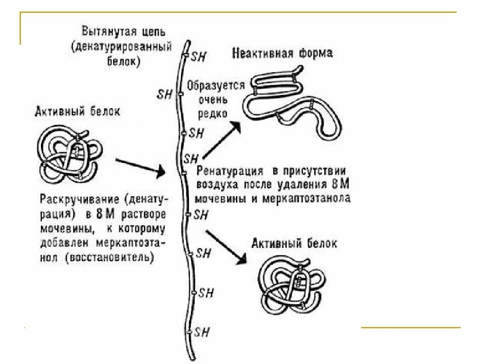 Факторы ренатурации белков. Факторы ренатурации белков. Ренатурация белков пример. Схема денатурации и ренатурации. Факторы ренатурации белков.
