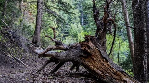 Unique roots