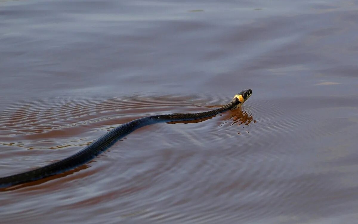 Черная живет в воде. Уж обыкновенный плавает. Бычколов змея Азовское море. Гадюка водоплавающая. Водяной уж бычколов.