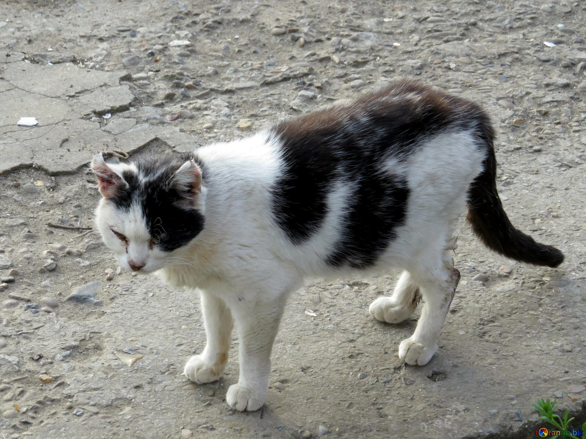 Кошка после чумки
