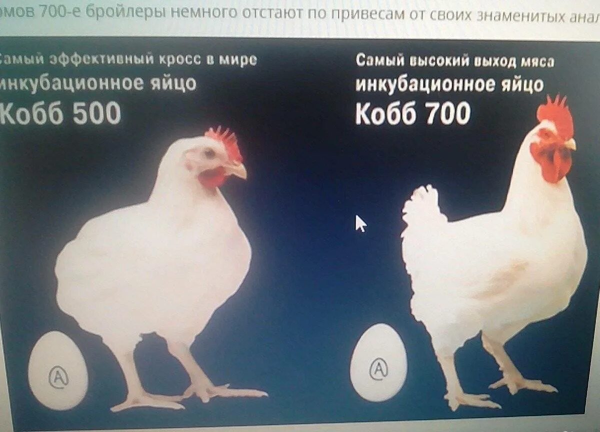 Вес бройлеров Кобб 700