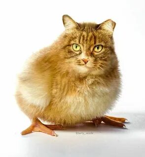Кошки везде
