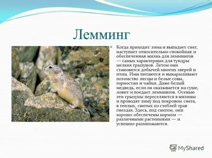 Лемминг сообщение для 4 класса окружающий мир