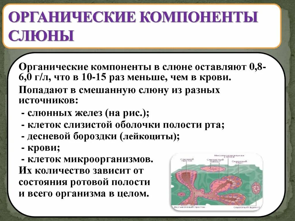 Реакция выделения слюны. Органические компоненты смешанной слюны. Смешанная слюна органические компоненты и их функции. Методы исследования слюны. Низкомолекулярные органические компоненты слюны.