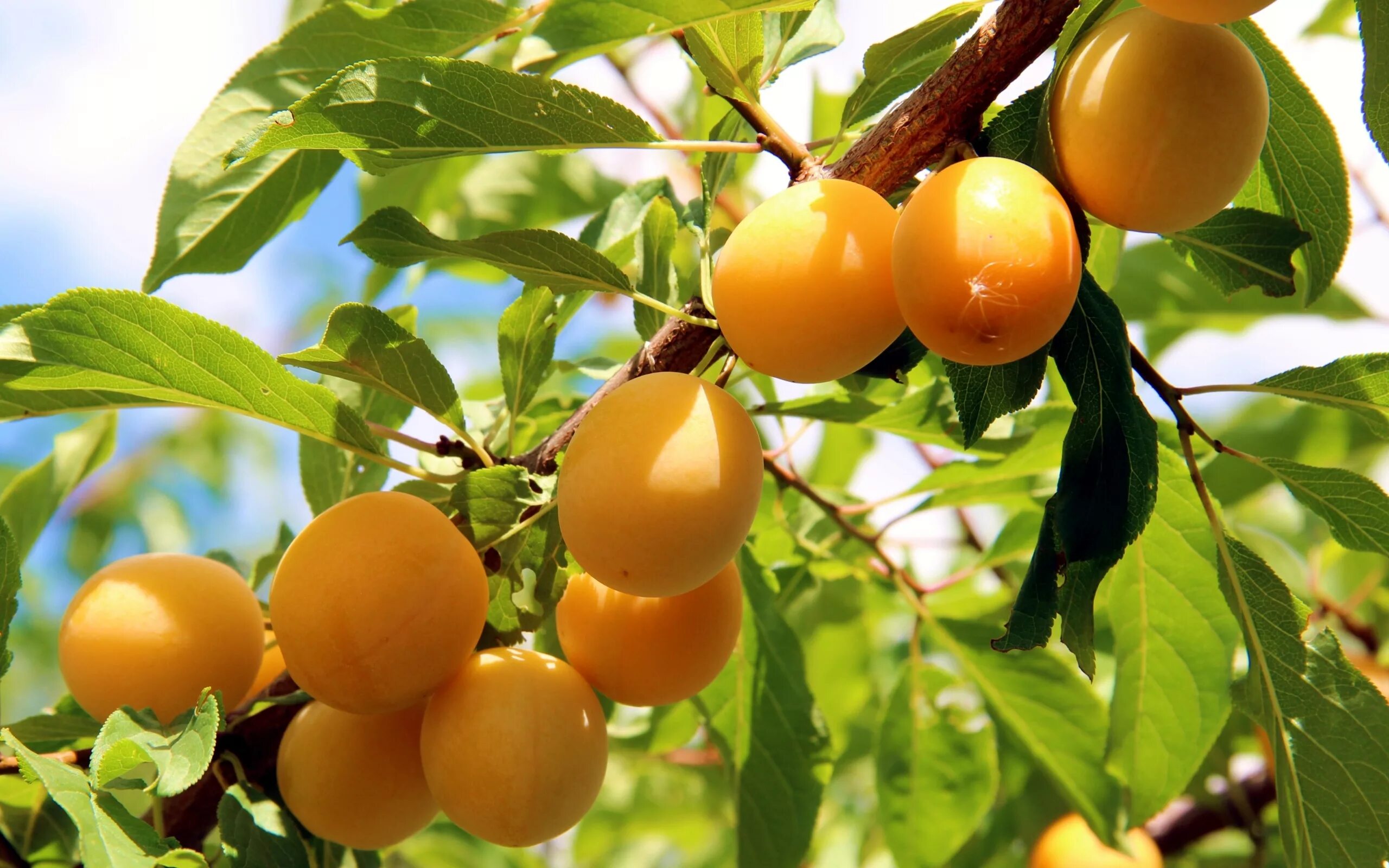 Peach tree