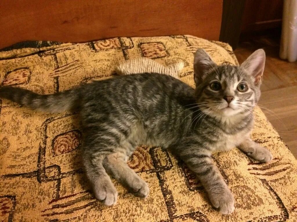 Котенок 4 мес. Котенок 4-5 месяцев. Котенок 4 месяца. Котенок девочка 4 месяца. Котенок 4 годика.