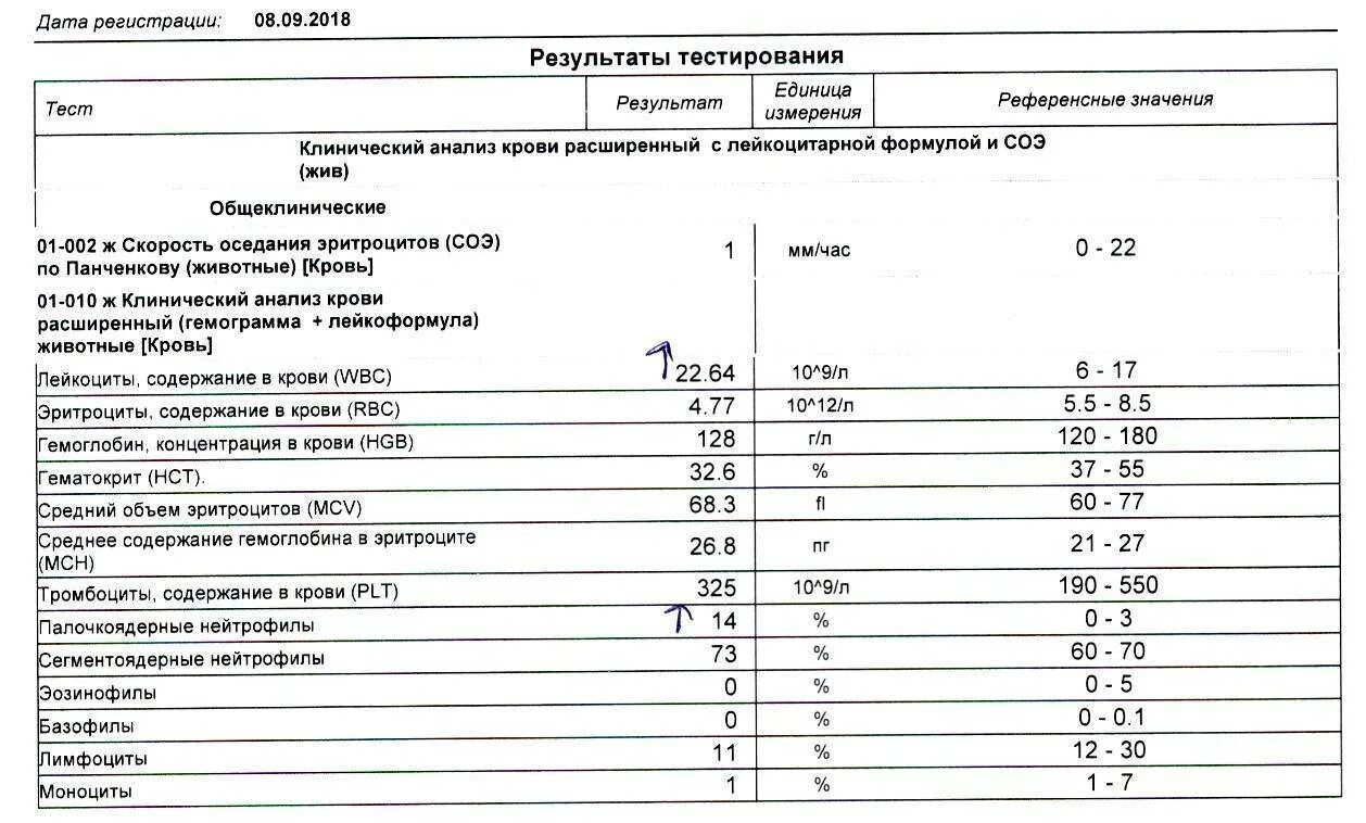 Содержание сегментоядерных нейтрофилов в норме. Сегментоядерные нейтрофилы в крови норма. палочкоядерные и сегментоядерные нейтрофилы норма у детей. норма сегментоядерных нейтрофилов. нейтрофилы сегментоядерные 37.6.