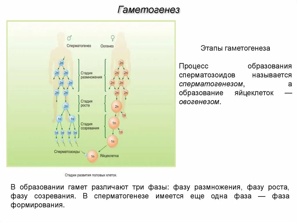 Этапы сперматогенеза 6 этапов. Фаза размножения фаза роста фаза созревания. Фаза созревания сперматогенеза. Фаза созревания гаметогенеза. Стадии гаметогенеза.