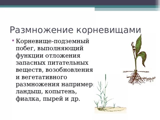 Органы вегетативного размножения растений 6 класс. Вегетативное размножение побегами схема. Размножение делением корневища. Вегетативное размножение осуществляется с помощью. Размножение растений и его значение 6 класс