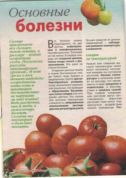 Болезни помидор огурцов. Болезни томатов. Заболевание томатов картинки. Таблица болезней томатов. Болезни помидор картинки с описанием.