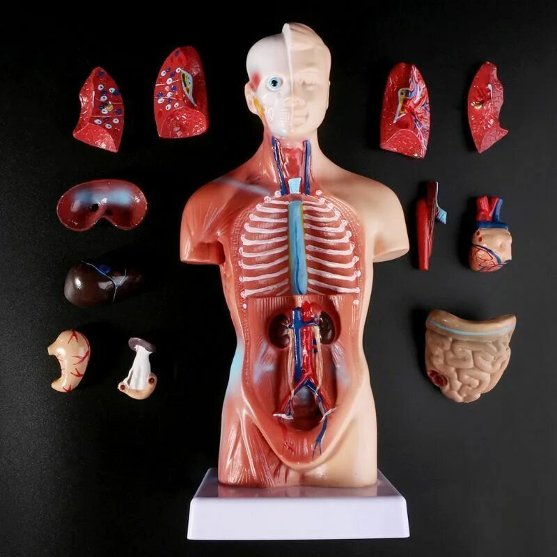 Organ купить. Анатомическая модель человека. Анатомический муляж. Модель человеческого тела. Муляж внутренних органов человека.