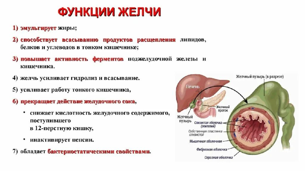 Для желчного пузыря характерно