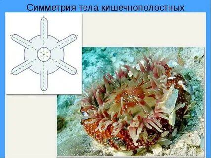 Кишечнополостные двусторонняя симметрия тела