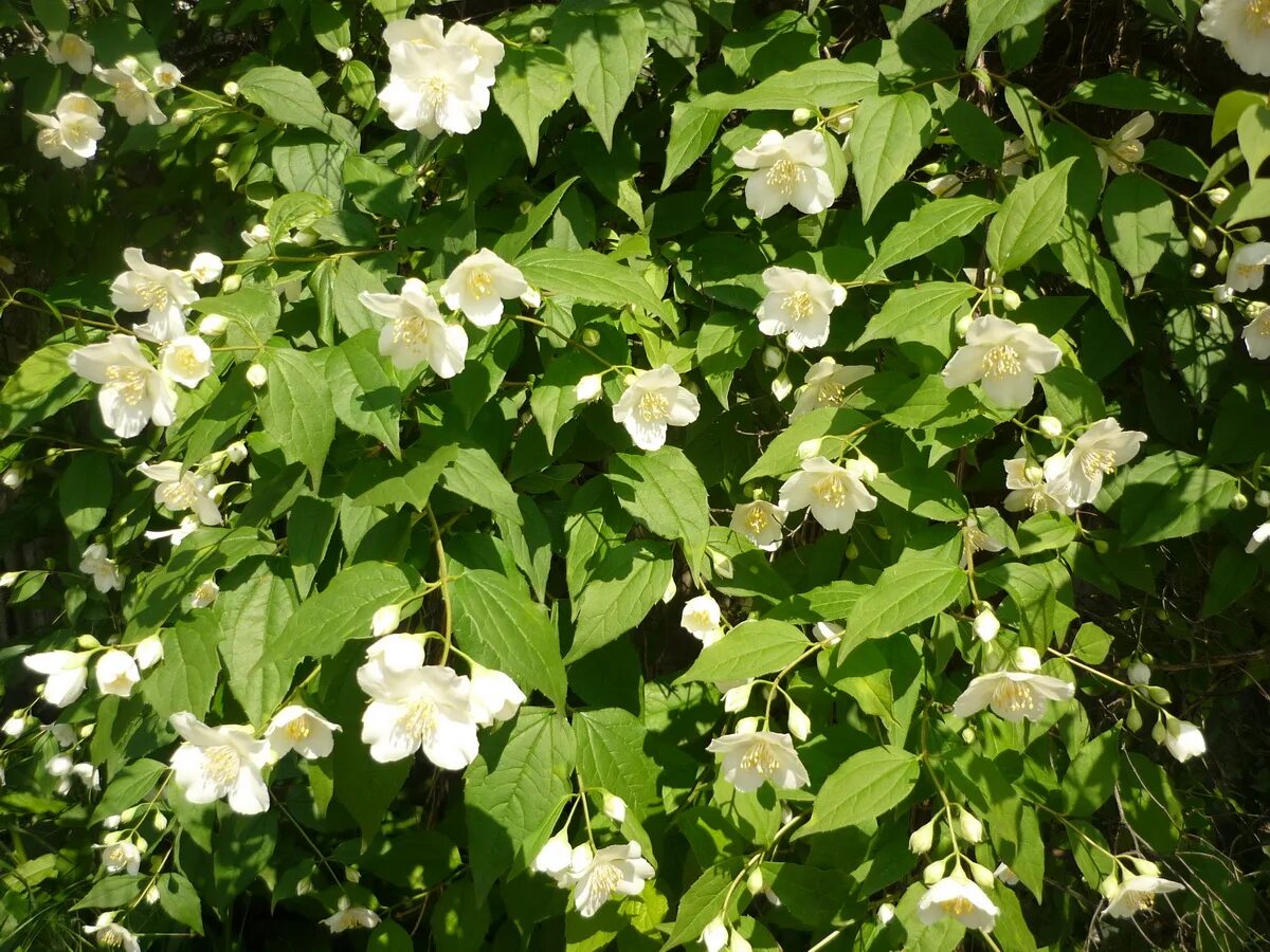 жасмин цветок полезные свойства в чае. жасмин лекарственный описание. чубушник описание растения полезные. жасмин душистый. жасмин дикий кустарник.