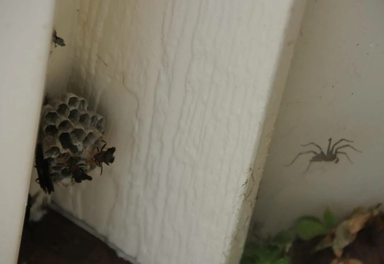 Гнездо паука паучата. Пауки в квартире. Гнездо пауков в квартире. Паучье гнездо в квартире.
