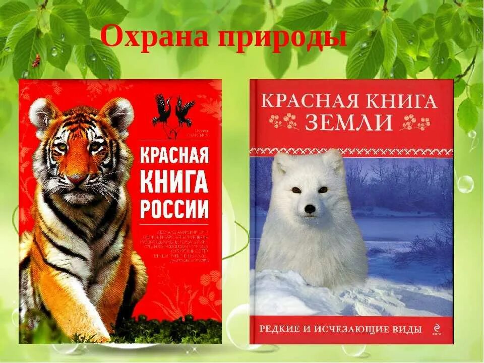 Красная книга. Охрана животных. Берегите природу красная книга. Животные международной красной книги. Охрана природы красная книга старшая группа.