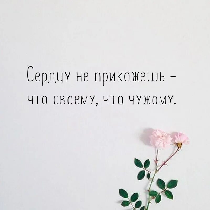 Сердцу ведь не прикажешь. Сердцу не прикажешь. сердцу не прикажешь цитаты. сердцу не прикажешь что своему что чужому. сердцу не прикажешь ни своему ни чужому.