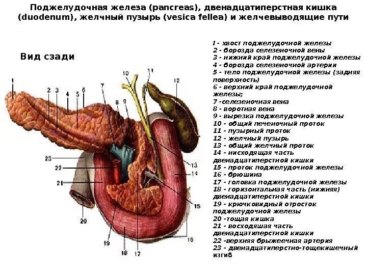 12-Перстная кишка печень поджелудочная железа строение. Поджелудочная железа анатомия человека. Двенадцатиперстная кишка анатомия поджелудочная. Строение поджелудочной железы анатомия.